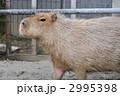 カピバラ