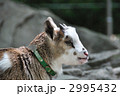 ヤギ