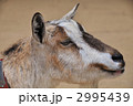 ヤギ