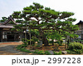 鶴岡散歩・致道博物館　御隠殿の松