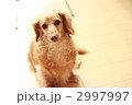 愛犬