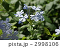 プルンバゴ プルンバゴ