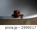 イモリ