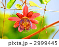 南国のイメージ　珍しいパッションフルーツの花