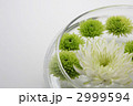 菊