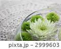 菊