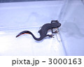 イモリ