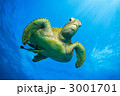 アオウミガメ