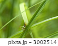 バッタの幼虫