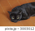 黒猫(アメリカンショートヘアー) 黒猫(アメリカンショートヘアー)