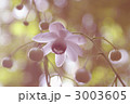 3003605