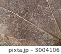 葉脈（斜め）