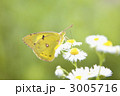 モンキチョウ