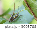 横から見たキボシカミキリの交尾