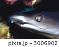 ネムリブカ