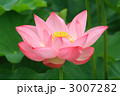 ハスの花