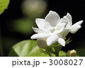 ジャスミンの花