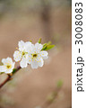プルーンの花