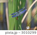 ガマで休むチョウトンボ