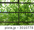 緑のカーテン