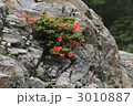 岩ツツジ咲く初夏の板取川