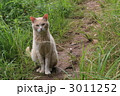 食べ物をねだる捨て猫