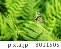 蝶と緑