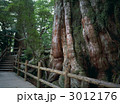 紀元杉