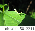 生まれたてのカマキリ