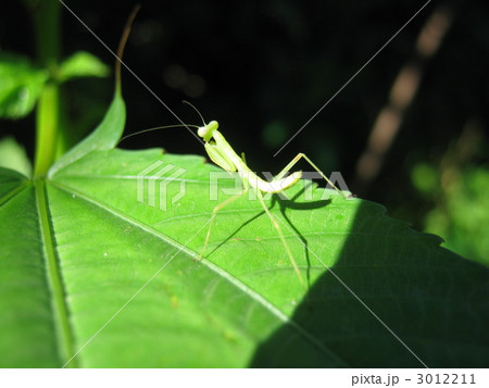 生まれたてのカマキリ 生まれたてのカマキリ