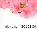 サツキの花