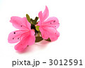サツキの花