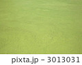 藻