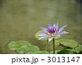 神代植物公園で咲く睡蓮