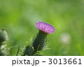  あざみ