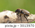 カブト虫のメス