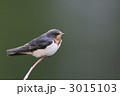 ツバメの幼鳥
