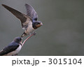 ツバメの幼鳥