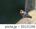 ツバメの幼鳥