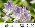 ホテイアオイの花