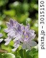 ホテイアオイの花