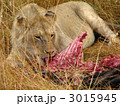 捕食中のオスライオン