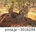 アリ塚の上のチーター