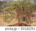アリ塚の上のチーター
