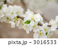 プルーンの花