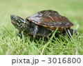 確実な歩み。