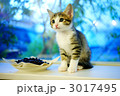 仔猫 仔猫