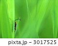 草葉の陰から