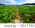 夏へ