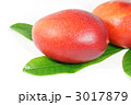 ヤンバルマンゴー